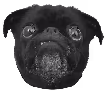 Pug Trudi